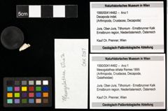 Foto (Objekt + Etiketten) von Mesogalathea striata (Remes 1895) 